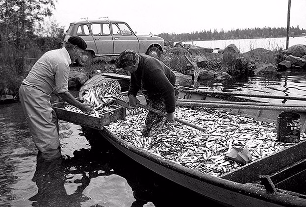Kvoter missgynnar småskaligt fiske
