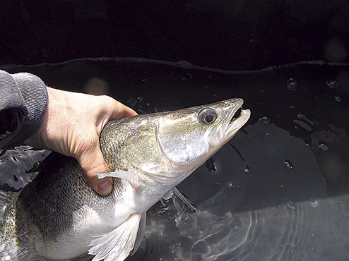 Fiskeförbud effektiv åtgärd för att stärka bestånd