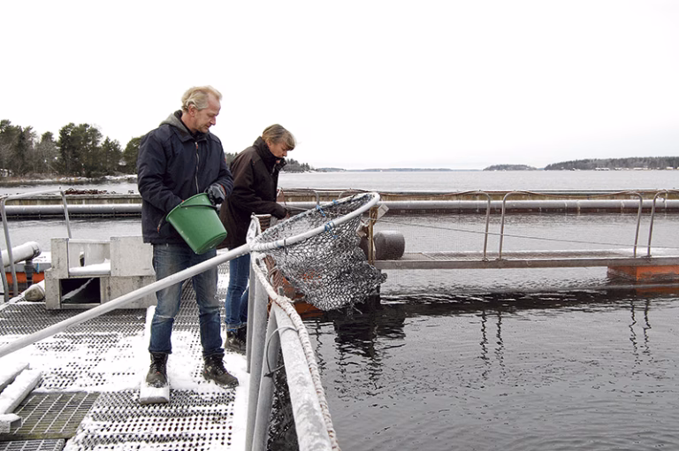 Full rulle i laxfabriken