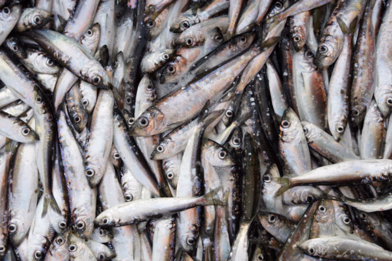 Nya fiskekvoter bryter mot EU-lagstiftning