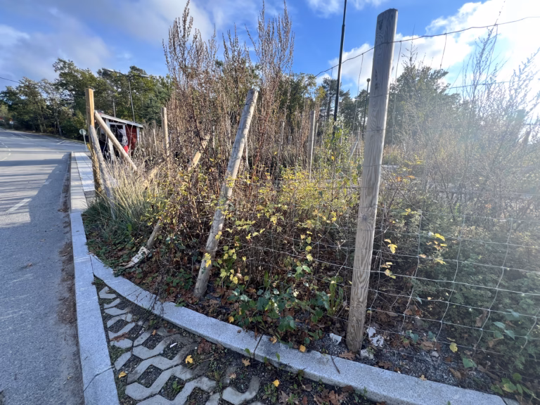 Dyr plantering utan skötsel